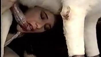 Vintage orgy featuring human pairs and canines