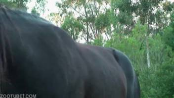 Equine cock ravaging a man's snug anus from the rear