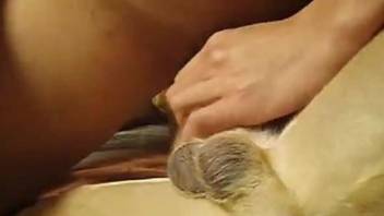 Dog licks master's dick while the man tapes himself jerking off