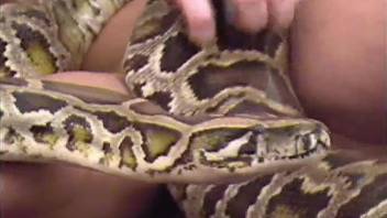 Fatty babe with big boobs plays with a huge python