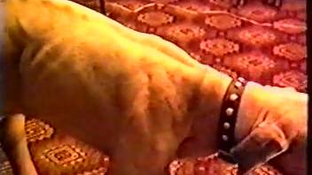Busty homemaker being screwed by a perverted dog