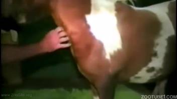 Novice dude encounters an enormous stallion cock in the butt and throat