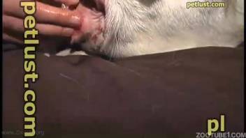 Incredible homemade bestiality video featuring a goat for a solitary zoo porn enthusiast