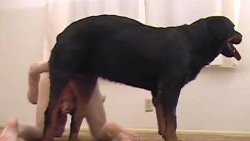 Bald man gets ass fucked by his dog after a nice oral