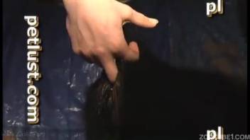 裸体好色的男人肛交母牛并用精液充满它