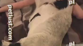 Guy screws a female goat and unloads a huge cumshot into her vagina