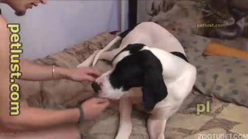 Dappled beagle with pure gaze in fantastic anal animal encounter
