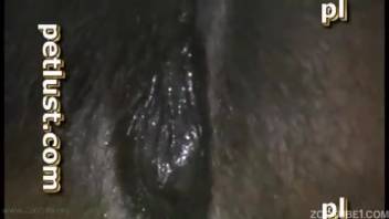 一个裸体男人和驴子之间的残暴色情片段，在动物园XXX场景中