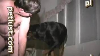 Brutal black rottweiler impaled a lustful male in doggy style pose