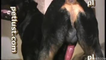 Fierce ebony Rottweiler roughly penetrated an aroused man in the doggy position
