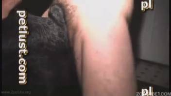 Attractive black Doberman screws my husband in doggy style
