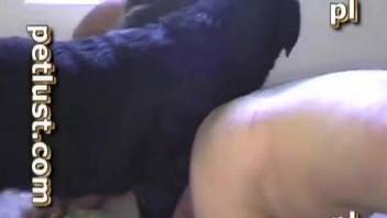 Raven-haired doggy is getting a gorgeous blowjob by perverted male