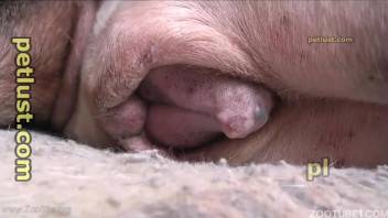 男人操他的拉布拉多犬，然后直接射进它紧致的肛门里