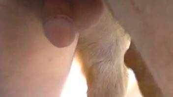 Hot Labrador pup and dirty dude are satisfying one another