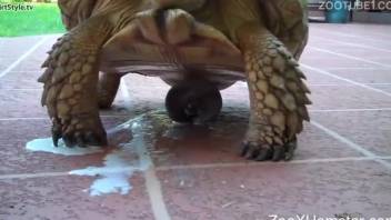 A very sexy turtle blows the biggest load ever