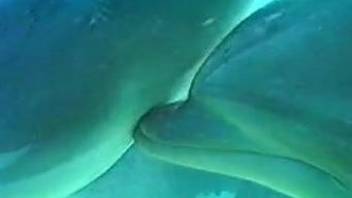 Underwater dolphins mating and teasing the horny zoo lover