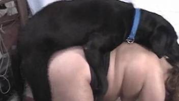 Black dog creampies an amateur's pussy from behind