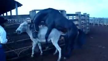 Alluring ebony stallion penetrates a fervent ivory mare on the ranch
