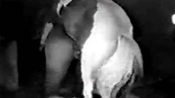 Horse demolished man's ass in brutal zoophilia cam scenes