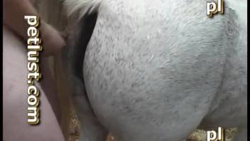 Plump guy relishes amazing outdoor intimacy with his steed