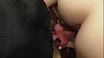 Naked novice chicks in intense girl-on-girl adult footage featuring a canine