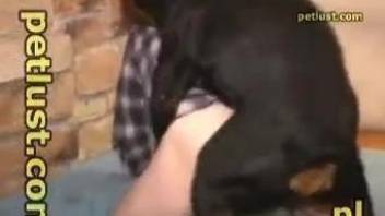 Gorgeous rottweiler bangs my big-bottomed hubby from behind