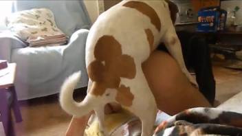 Spotted beagle drills a big-bottomed guy in the doggy style pose