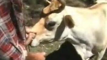 Farmer gets a gorgeous wet blowjob by his trained cow
