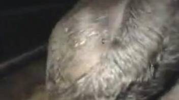 Farmer is playing with a tight horse anus in night bestiality