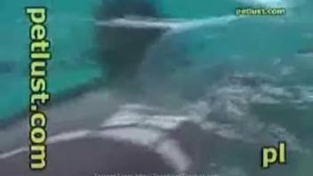 Guy fingers a dolphin and it gets him erect