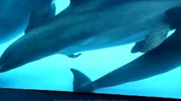 Submerged seductive adult clips featuring a duo of aroused dolphins