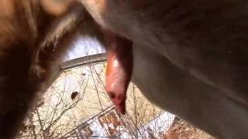 Intimate animal fun with a huge canine dick