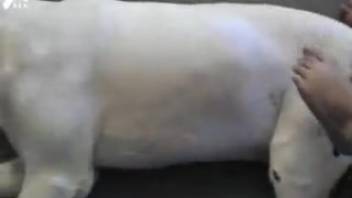 Voluptuous babe and white beagle indulge in nasty bestiality romp