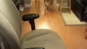 Cute-faced beagle tongues my asshole and cock on webcam