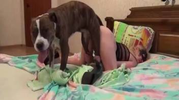 Beagle penetrates my wife's steamy snug pussy in doggy position