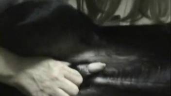 Adult woman in provocative underwear, full canine bestiality footage live on webcam
