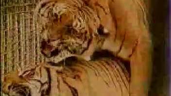 Two incredible big cats engage in intensely passionate and unrestrained intercourse within the enclosure.
