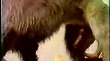 Amazing vintage adult film featuring two sluts and their canine