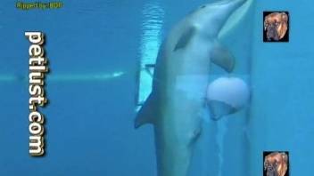 Professionals diver films how dolphin swims in the huge pool