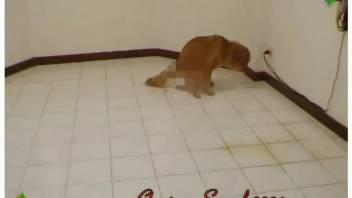 Submissive Japanese teenager compelled to consume canine feces in a scat film