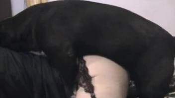 Hairy butthole crossdresser getting fucked by a dog