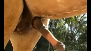 Bleached MILF with angelic face sucks a giant horse dick