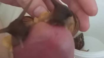 Guy puts snails on his dick and ejaculates super fast