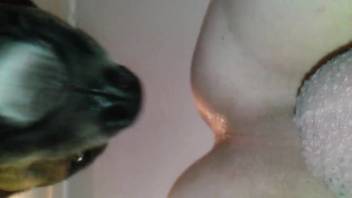 Canine cock causes the snug female to experience ultimate pleasure