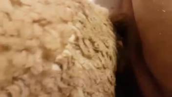 Intense thrusting into the ewe's rear for the aroused dude
