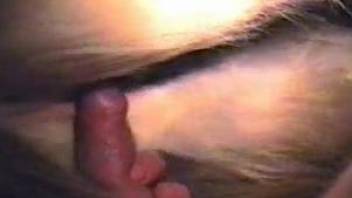 Remarkable close-up of a zoophilic anal sex action