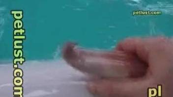 Dude with grabby hands jerking a dolphin's cock