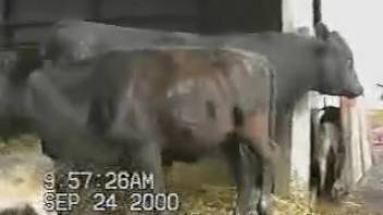That bull's cock definitely gets the cameraman super turned on