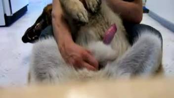Perverted guy jerking off his canine's stiff crimson dick