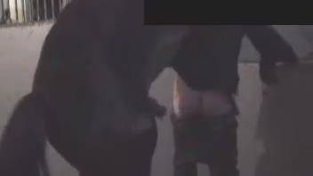 Horny beast-lover skewered on that stallion's massive dick